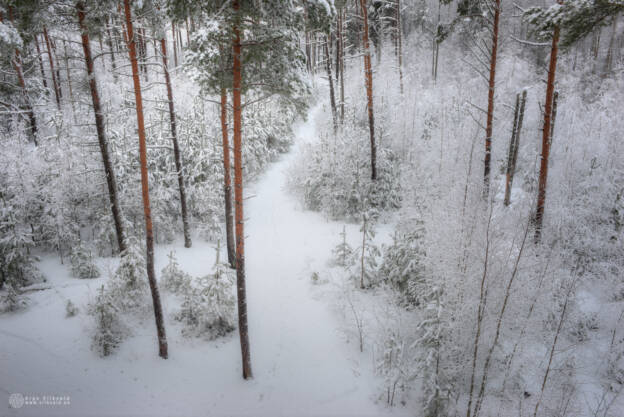 Pääsküla raba