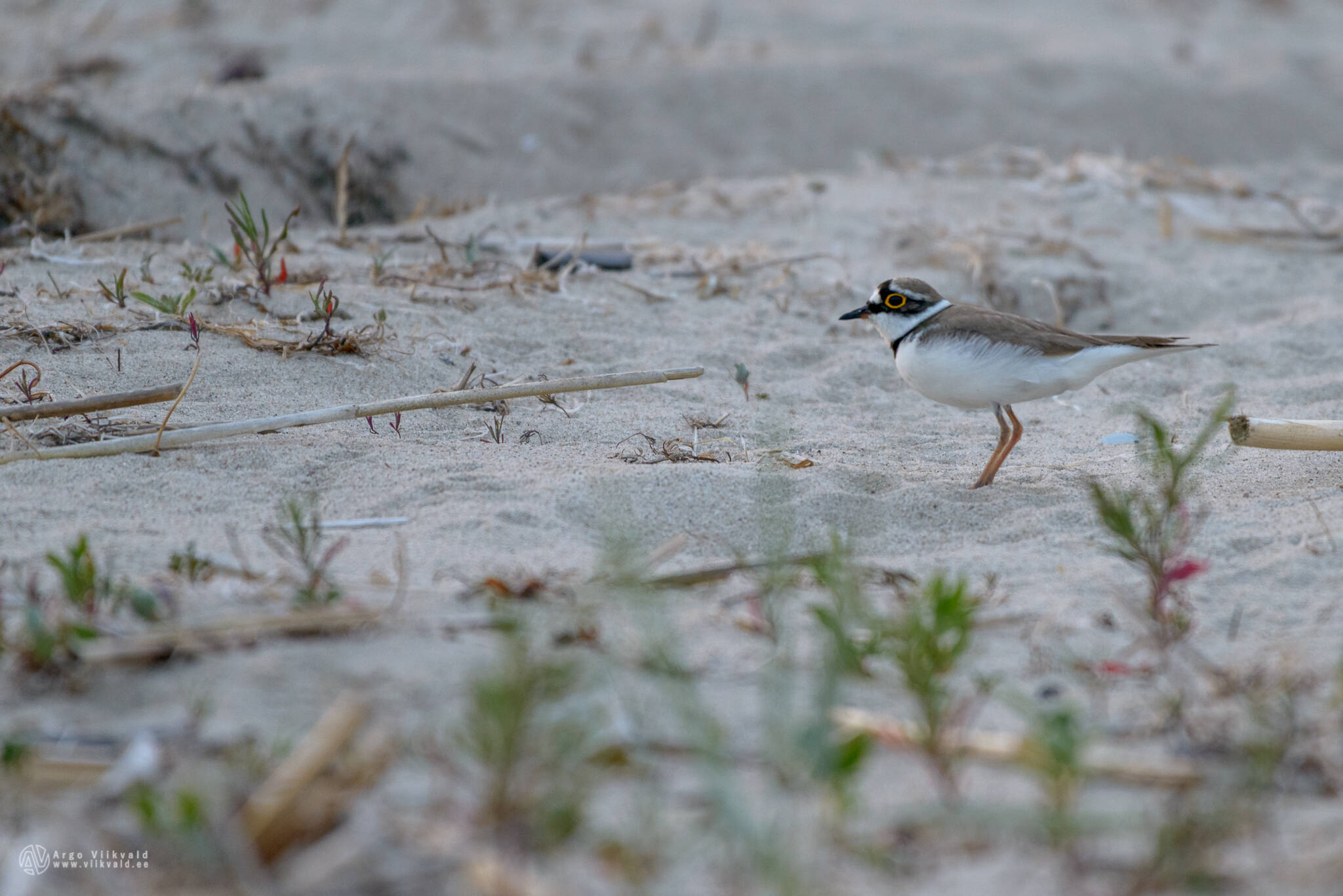 NIKKOR AF-S 200-500mm f/5.6 VR